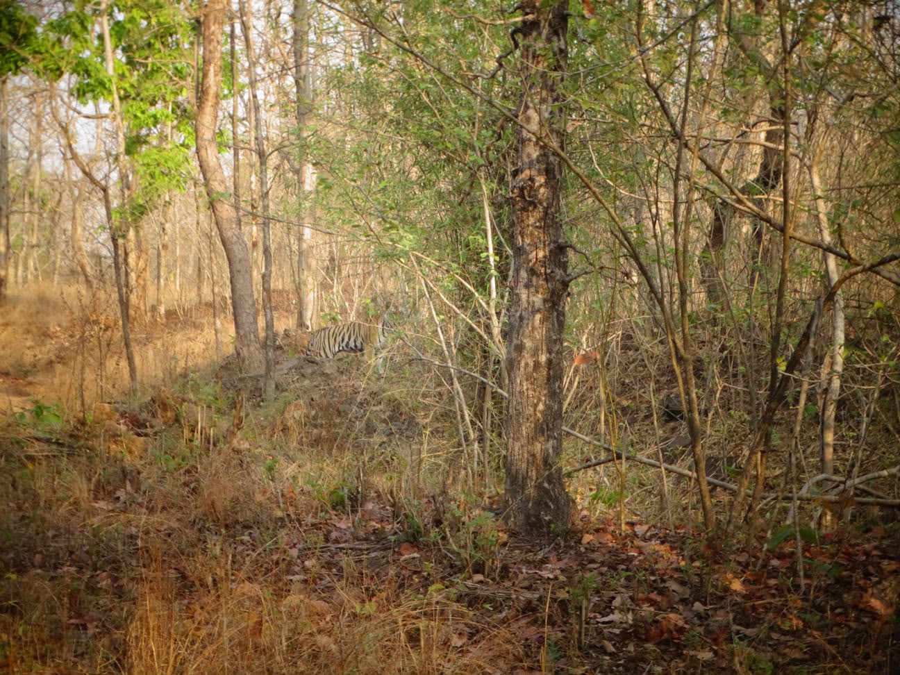Tadoba National park