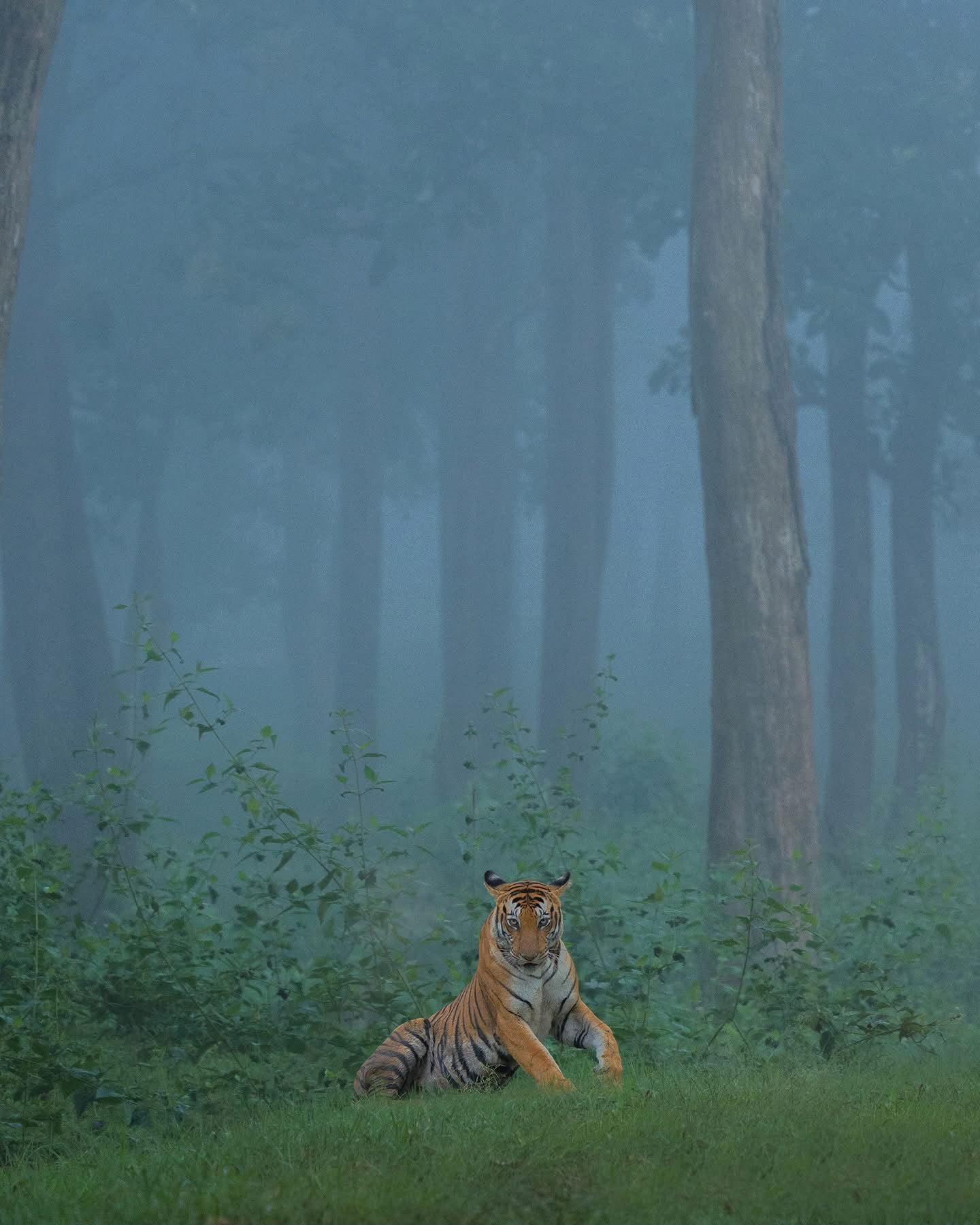 Kanha National Park