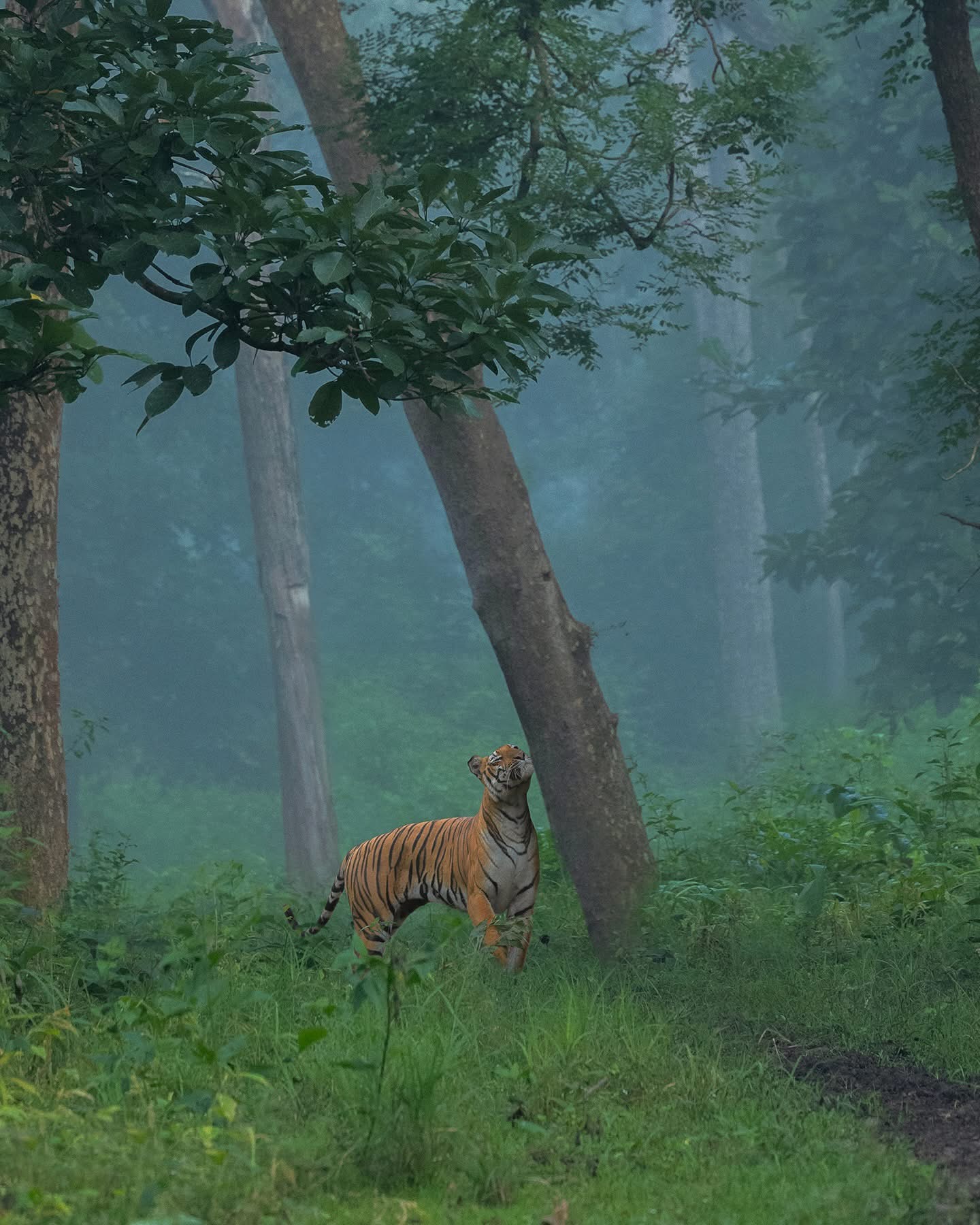 Panna National Park Tiger Safari from Khajuraho