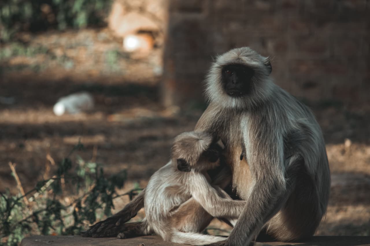 Ranthambore National Park Sharing Canter Safari