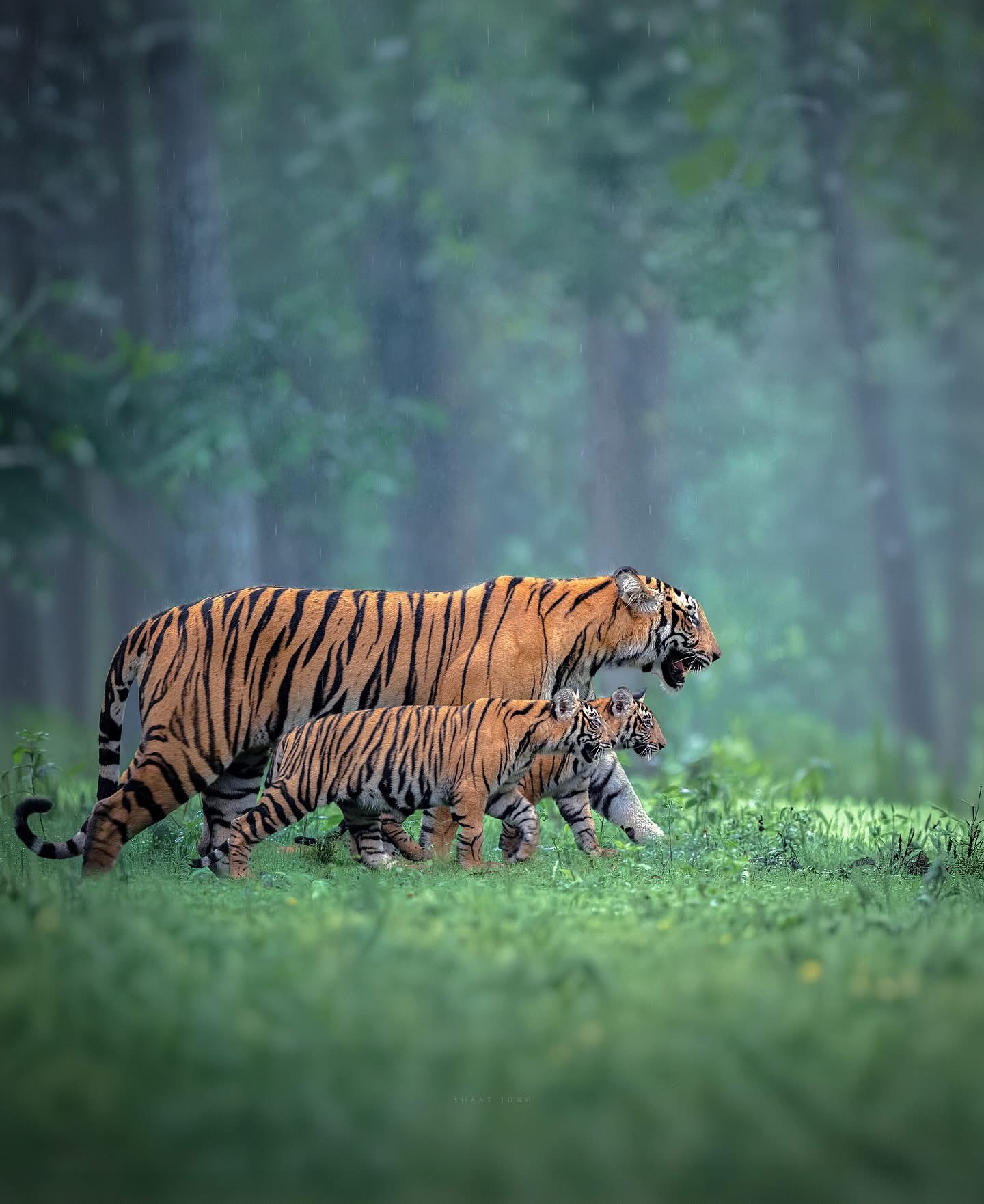Panna National Park Tiger Safari from Khajuraho