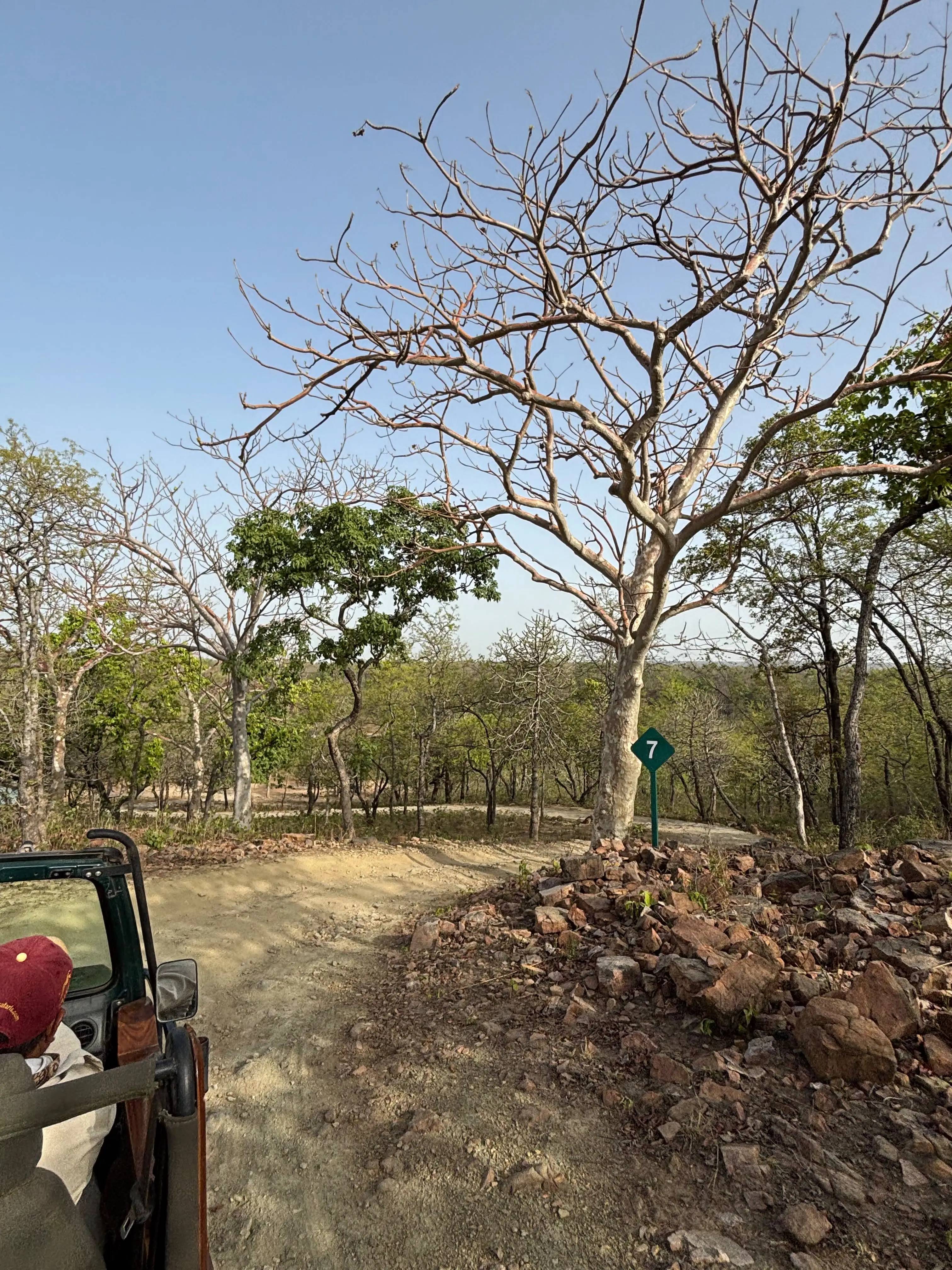 Panna National Park Tiger Safari in Exclusive Jeep