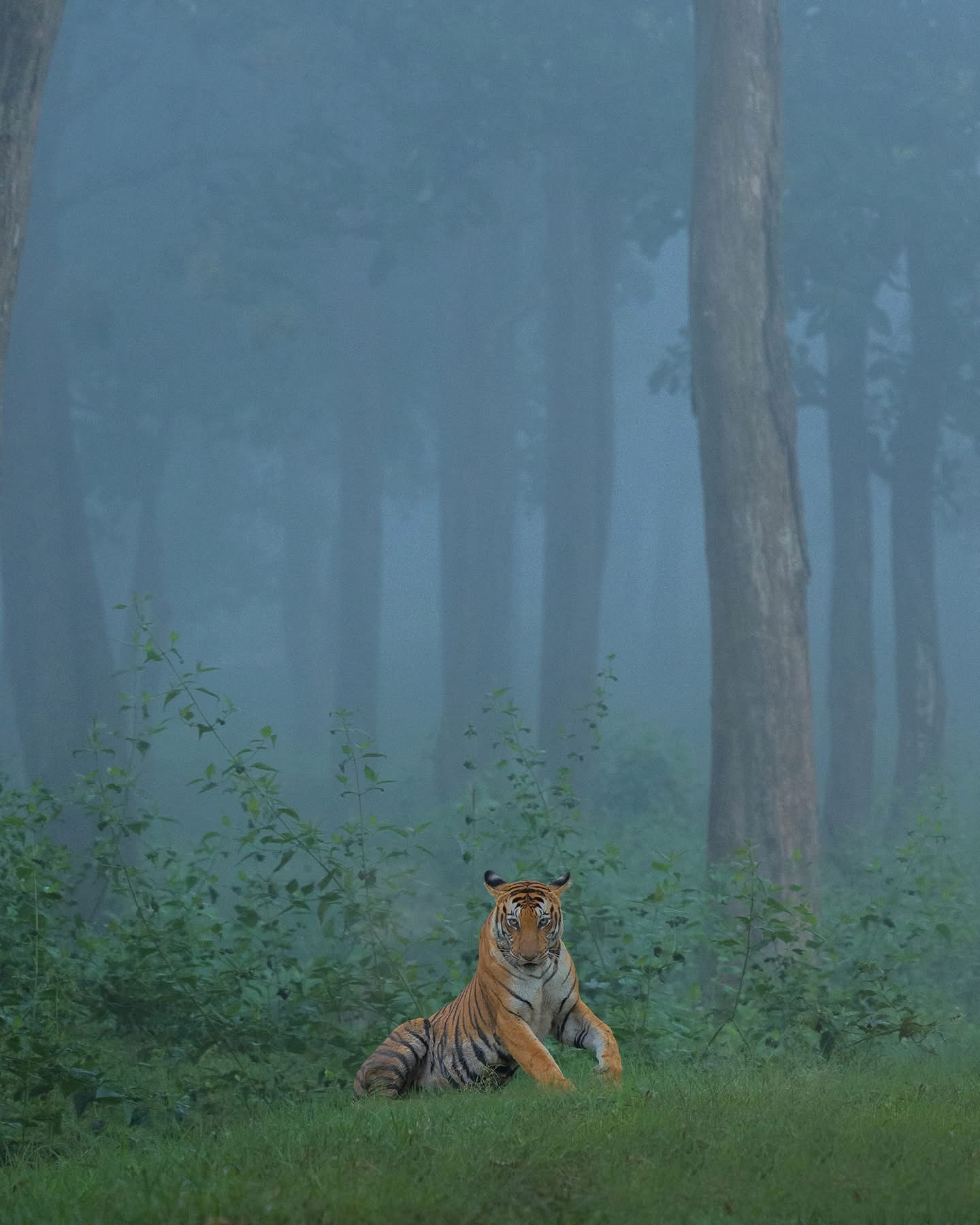 Panna National Park Tiger Safari from Khajuraho