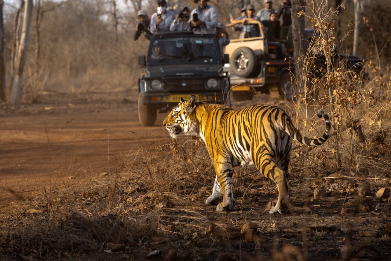 Ranthambore National Park Sharing Canter Safari