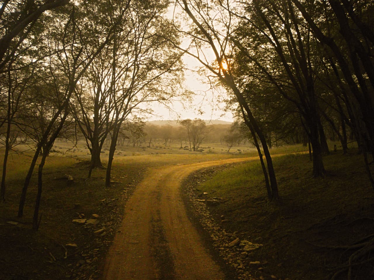 Ranthambore National Park Sharing Canter Safari